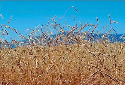 wheat.jpg